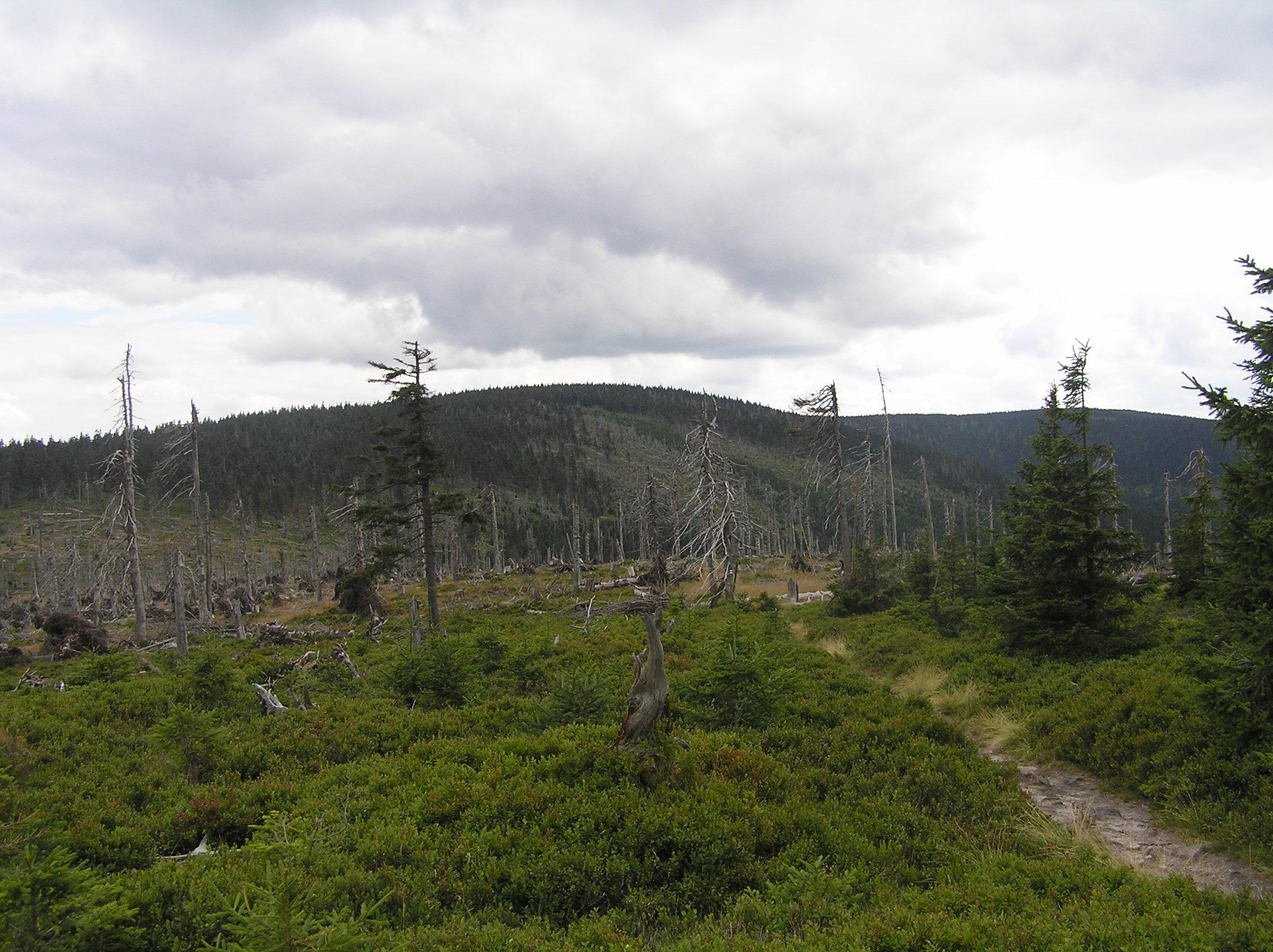 Cerna kupa